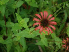Zinnia