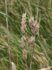Phalaris arundinacea