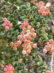 Leionema microphyllum