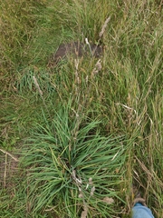 Phalaris arundinacea