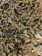 Leionema microphyllum