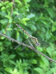 Erythrodiplax umbrata