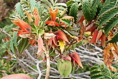 Melianthus comosus