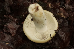 Russula ochroleuca