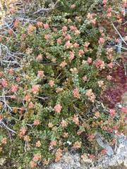 Leionema microphyllum