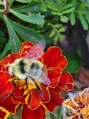Bombus centralis