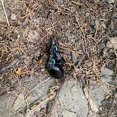 Sphaeroderus