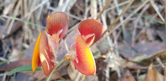 Bossiaea ornata