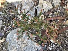 Leionema microphyllum