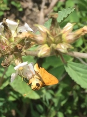 Hylephila phyleus
