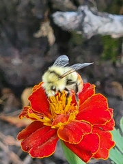 Bombus centralis