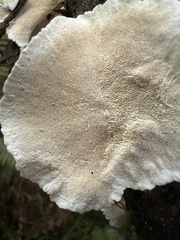 Trametes pubescens