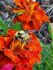 Bombus centralis