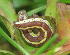 Cucullia intermedia