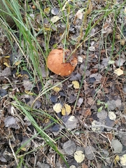 Leccinum albostipitatum