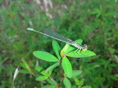 Paracercion v-nigrum