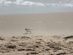 Charadrius marginatus marginatus