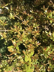 Pyracantha angustifolia