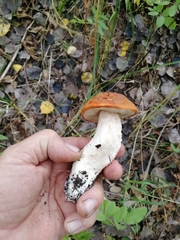 Leccinum albostipitatum