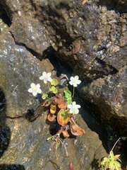 Parnassia asarifolia