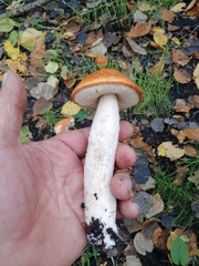 Leccinum albostipitatum