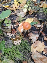 Leccinum albostipitatum