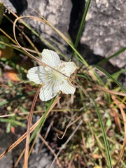 Parnassia asarifolia