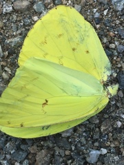 Phoebis sennae