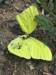 Phoebis sennae
