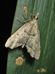 Diplopseustis perieresalis