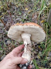 Leccinum albostipitatum