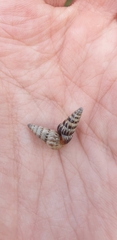 Cochlicella acuta