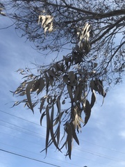 Eucalyptus tereticornis