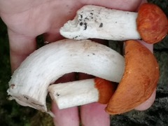 Leccinum albostipitatum