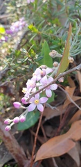 Philotheca spicata