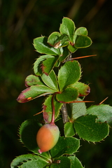 Berberis morrisonensis