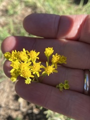 Hymenothrix wislizeni