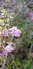 Philotheca spicata