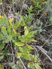 Crassula cultrata