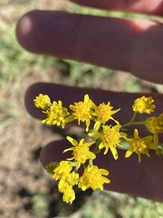 Hymenothrix wislizeni