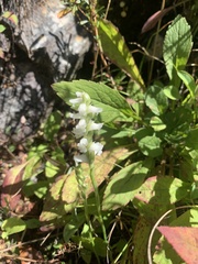 Spiranthes arcisepala