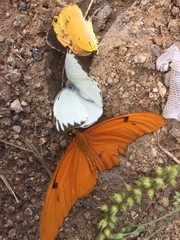Dryas iulia