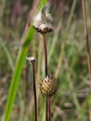 Anemone cylindrica