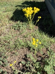 Hymenothrix wislizeni