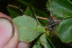 Berberis morrisonensis