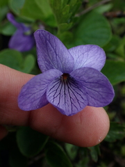Viola