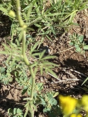 Hymenothrix wislizeni