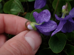 Viola