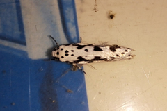 Ethmia quadrillella