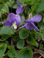 Viola